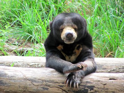 Endangered mammal zoo