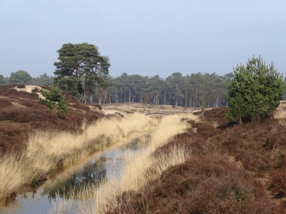 Trees color english landscape