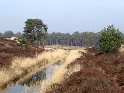 Trees color english landscape