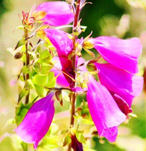 Flower plant flora
