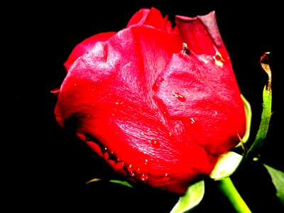 Rose rose bloom red