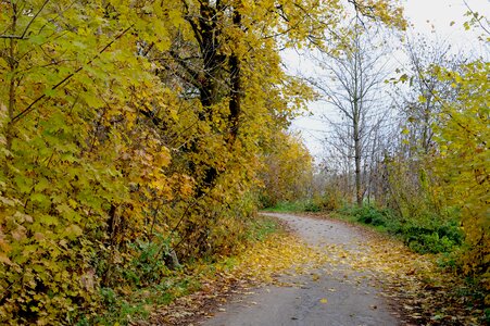 Bicycle path alte landstrasse sing up