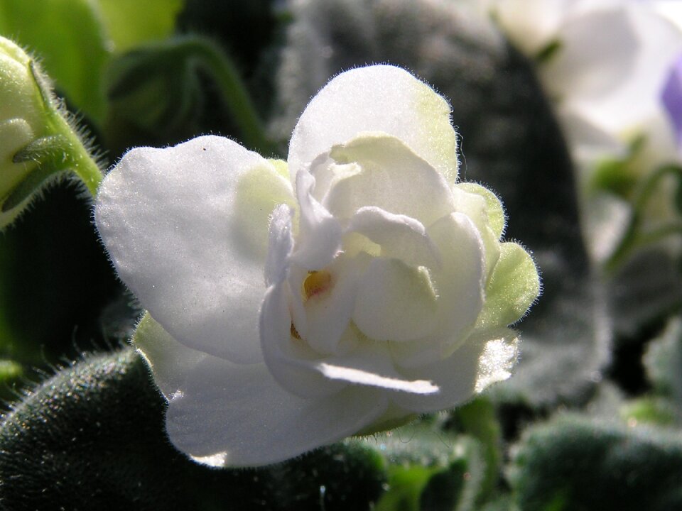 Little flowers foliage blooms