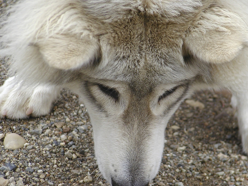 Yukon canada animal