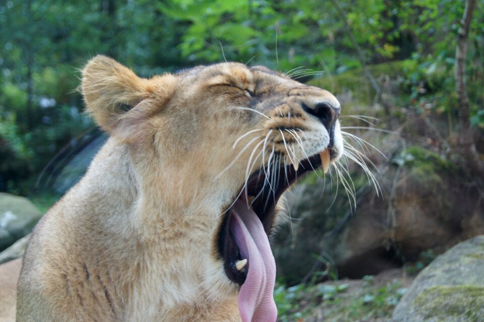 Lion animals zoo photo