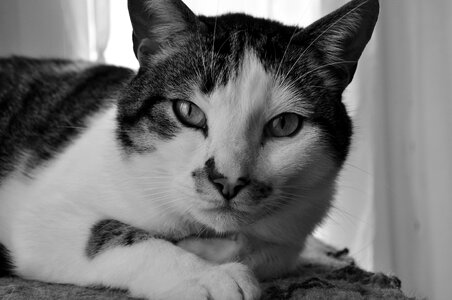 Big cat pet animal portrait