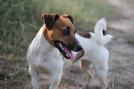 Puppy animals each