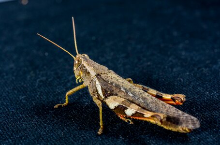 Scare chitin close up