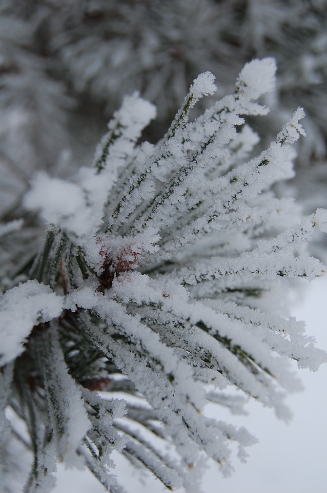 Cold white season