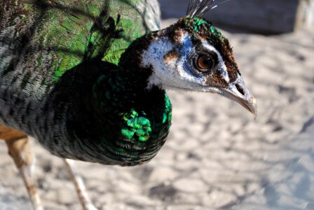 Animal green iridescent feathers photo