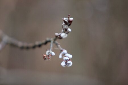 Spring living nature trees