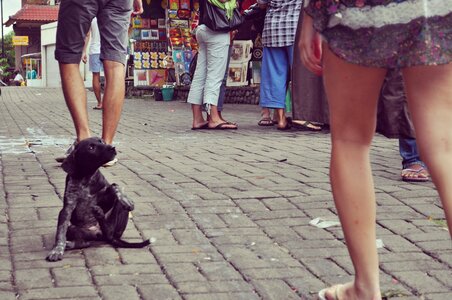 Walk sitting pet