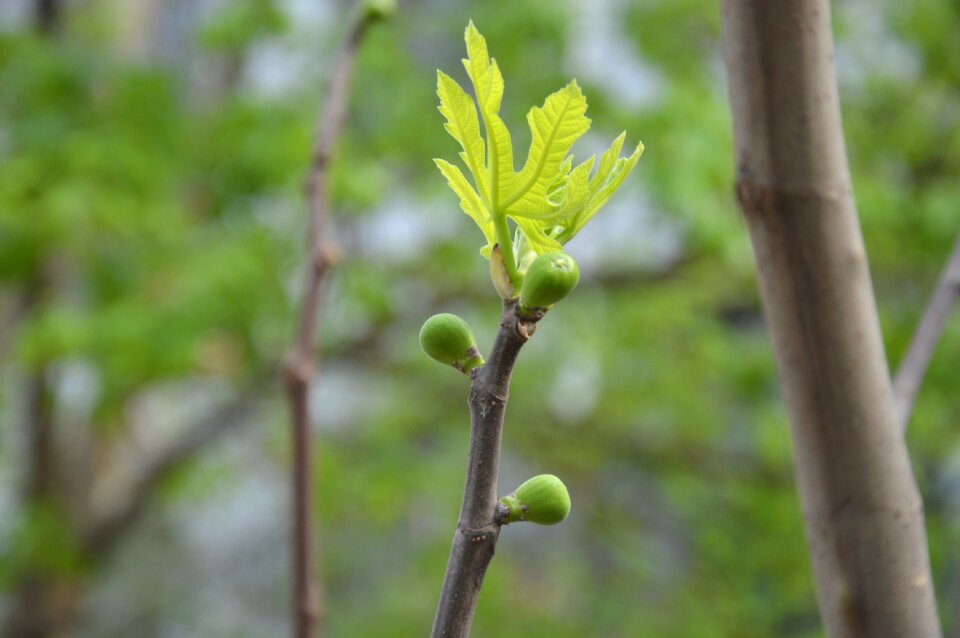 Branch fig tree spring