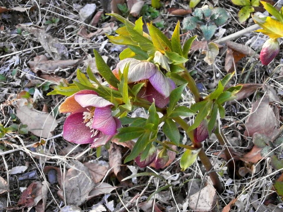 Spring flowers hellebore ranunculaceae