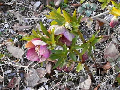 Spring flowers hellebore ranunculaceae