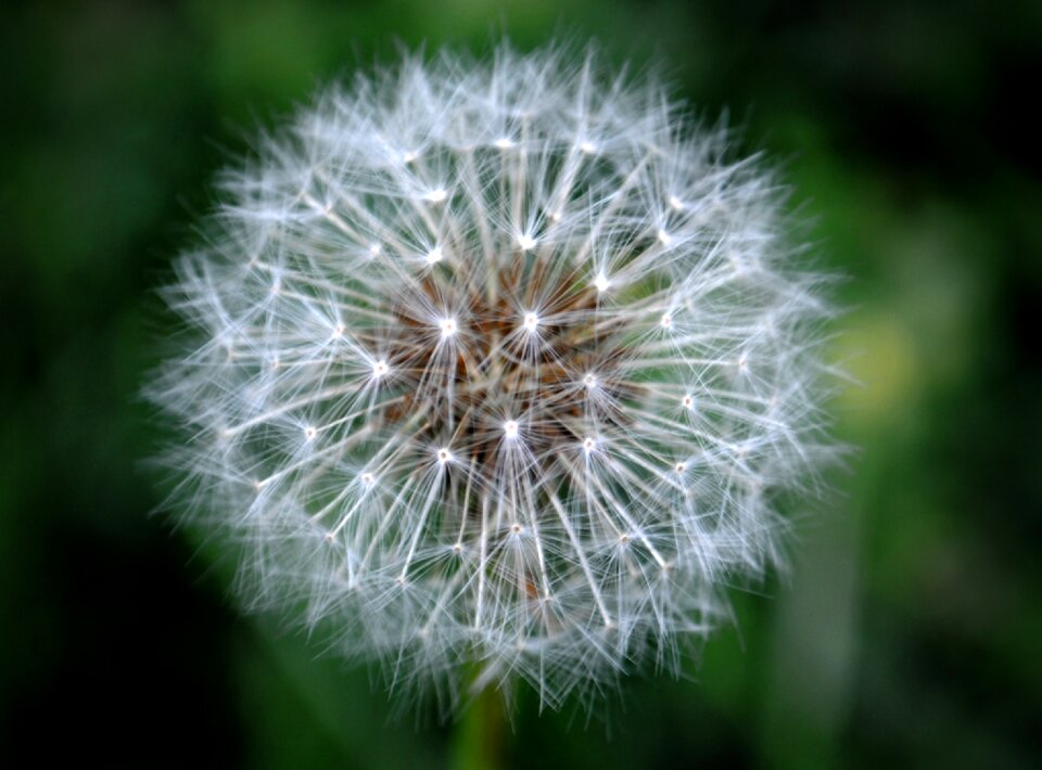 Nature flowers plants