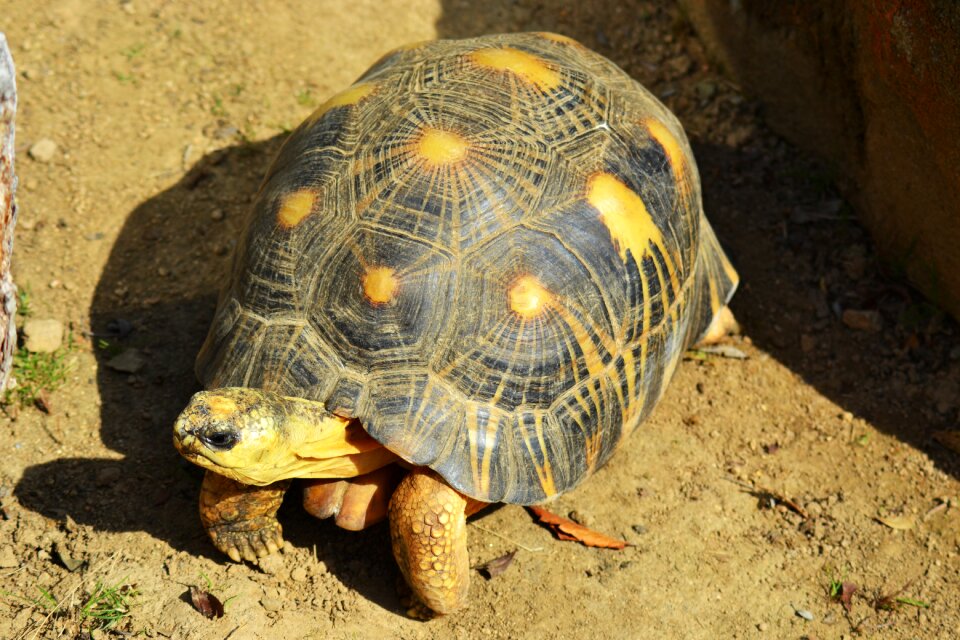 Reptile hard shell rain forest