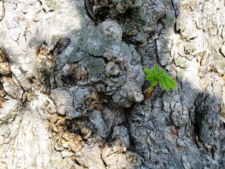 Plants shoot curious small
