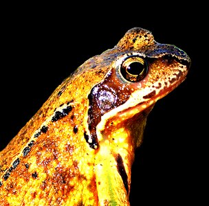 Close up toad amphib