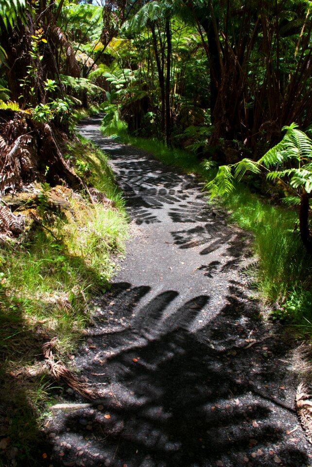 Path fern hawaii