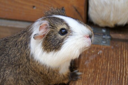 Mumps animals guinea pig photo