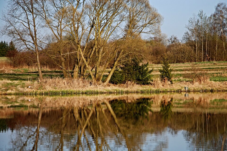 Trees edge of the pond ledenice