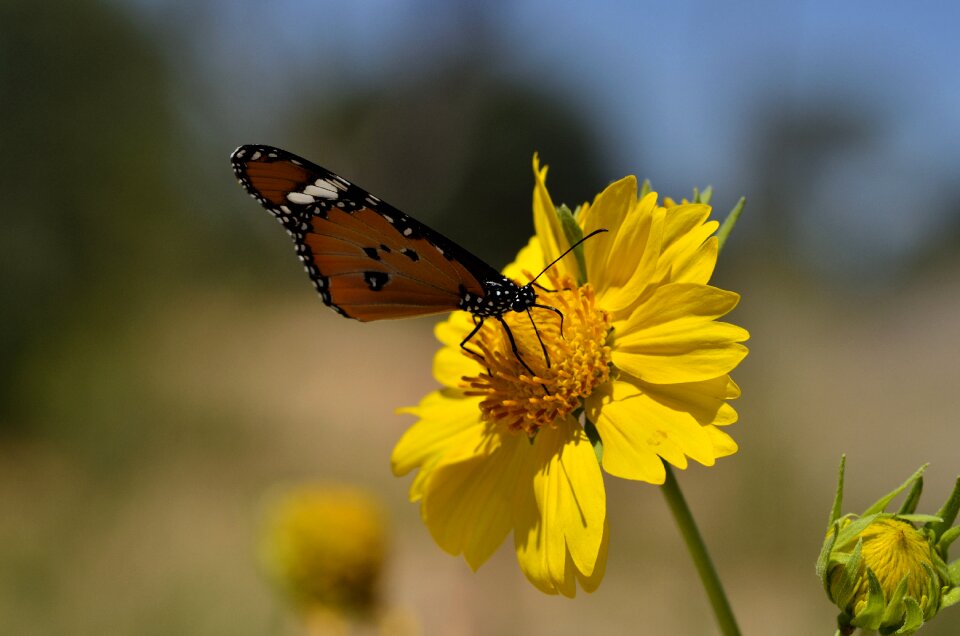 Bug bugs nature