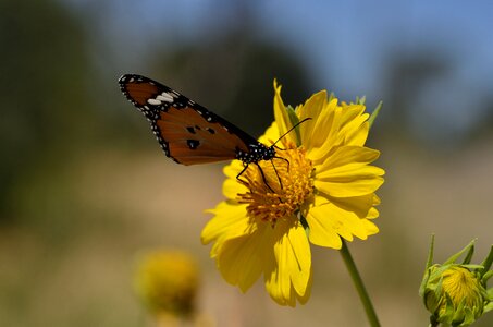 Bug bugs nature