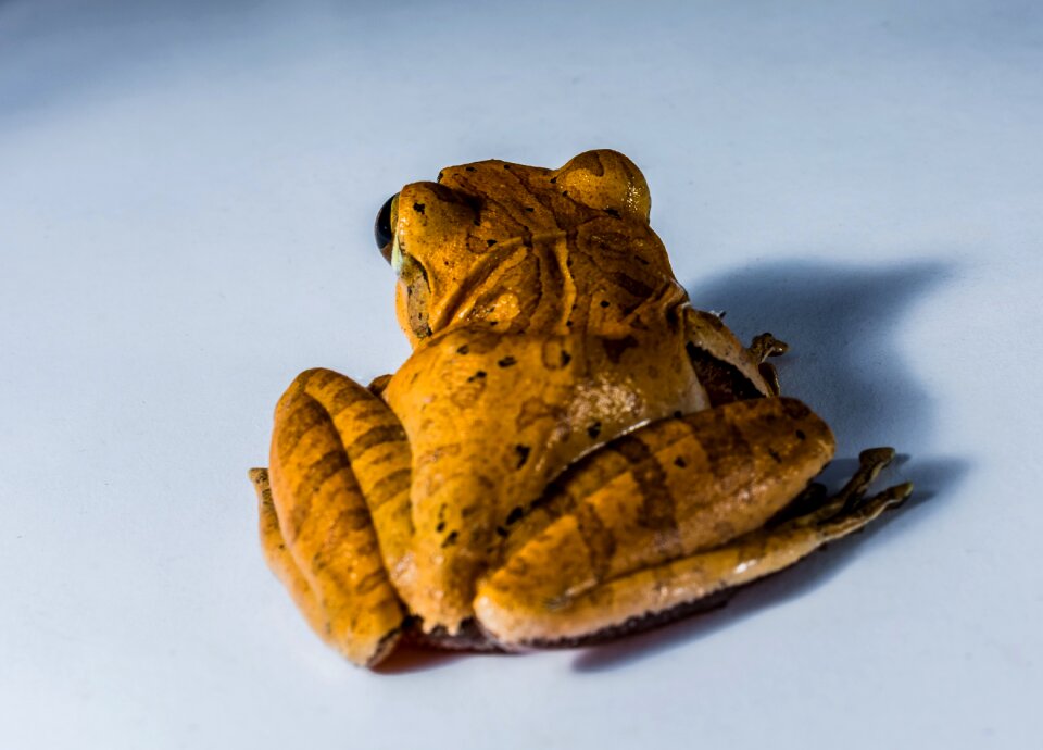 Anuran frog amphibians