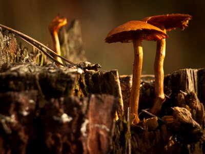Fungi cap plants photo