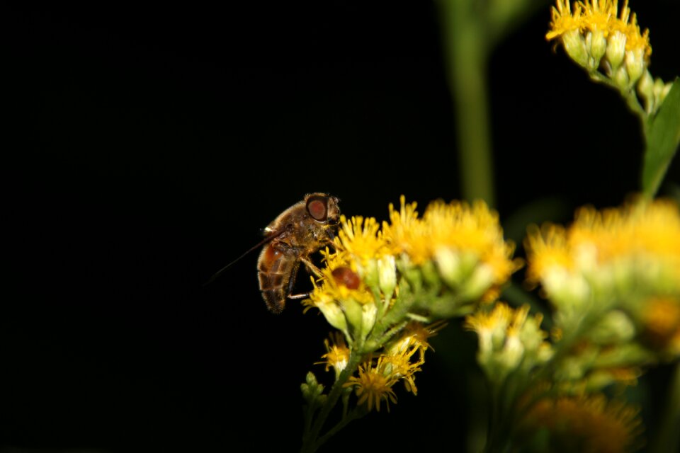 Blossom bloom insect
