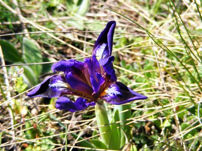 Flower violet wild iris photo