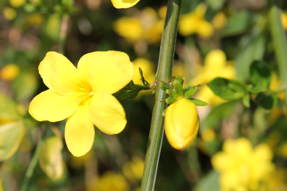 Yellow spring flowers flower