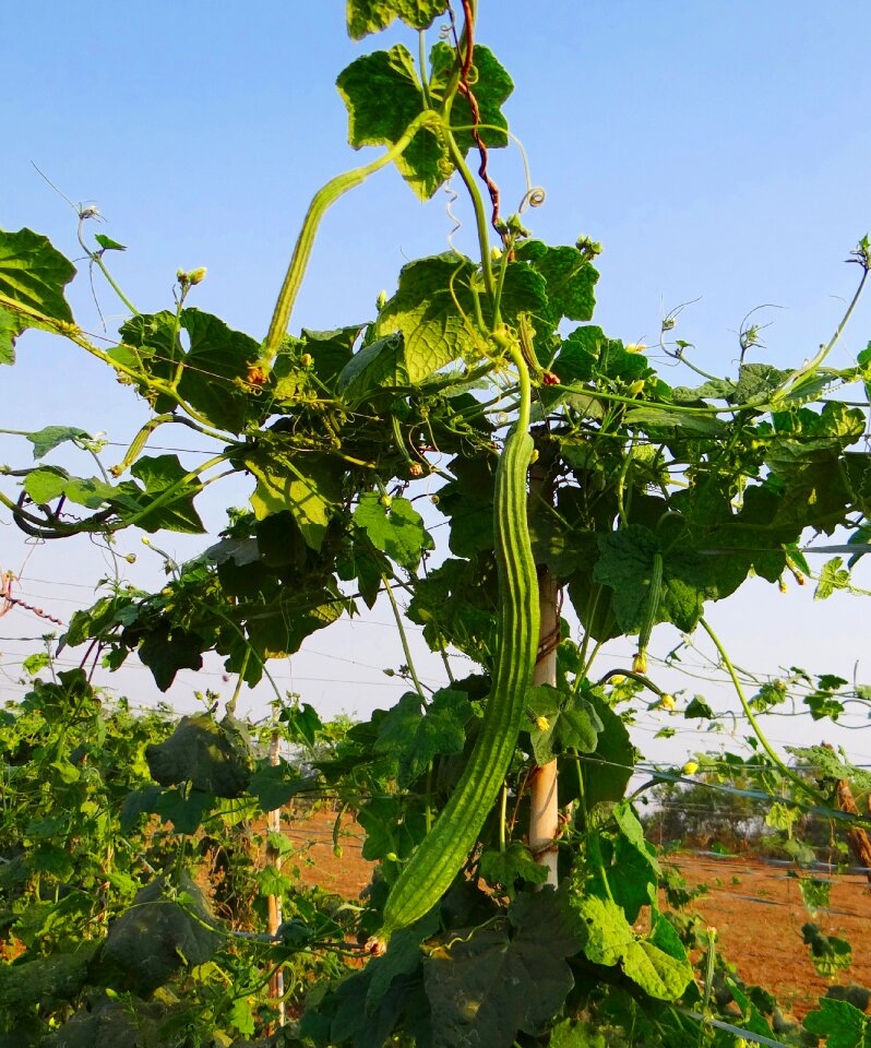 Trellis climber vegetable