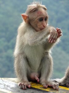 Sitting ape india photo