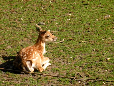 Wild fawn young photo