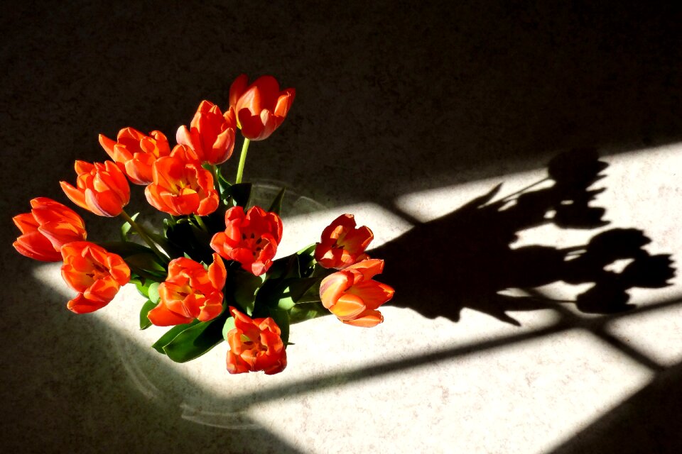 Nature spring bloom