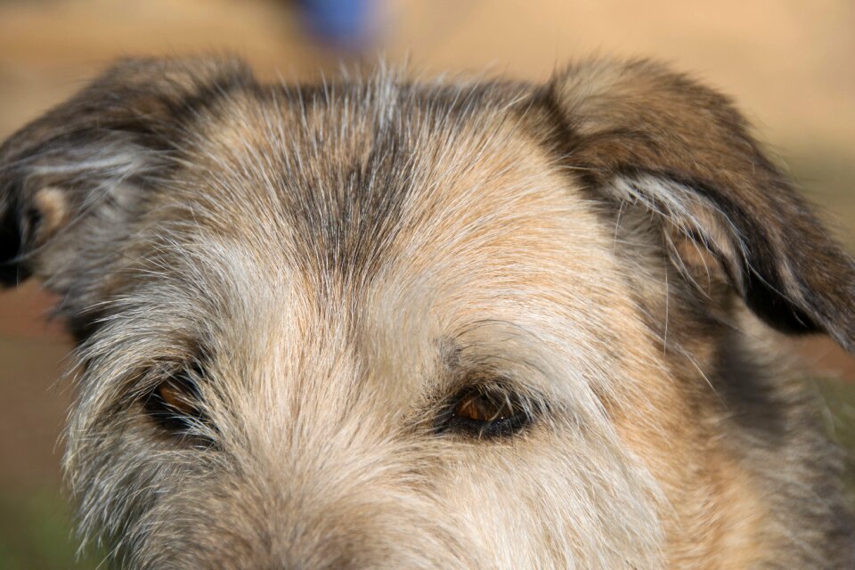 Fur mammal close up