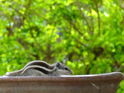 Rodent animal cute