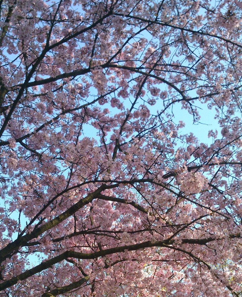 Tree pink sky
