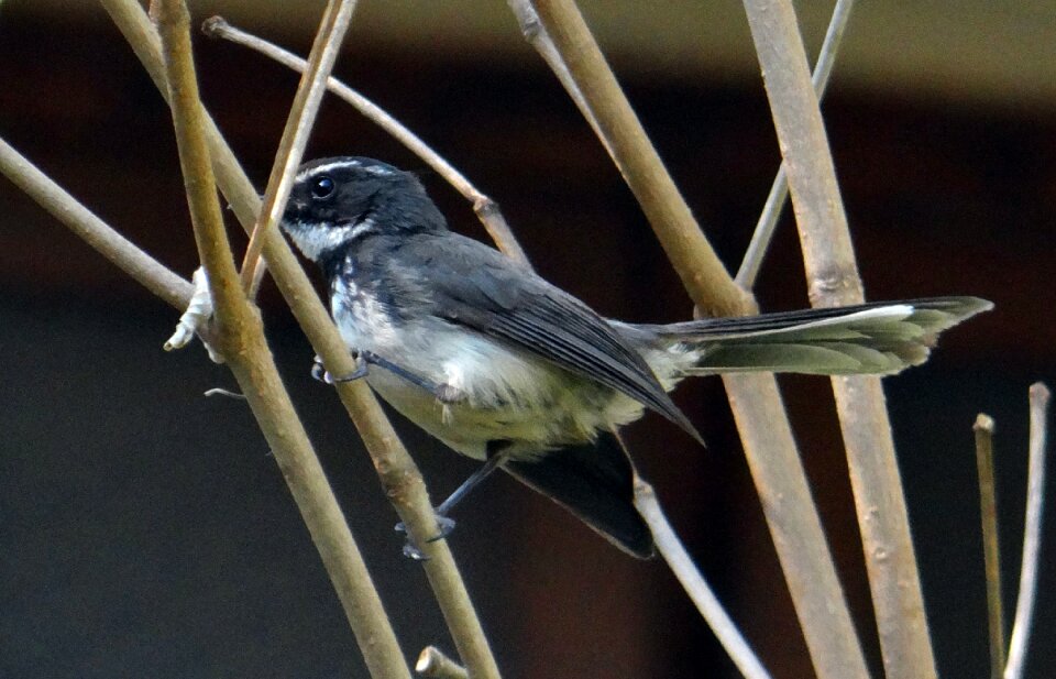 Insectivorous passerine dharwad