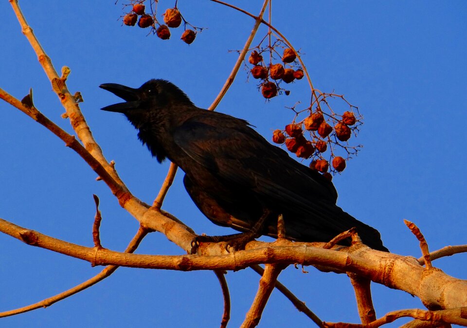 Jungle crow crow karnataka