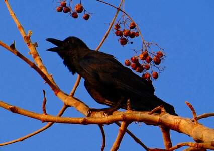 Jungle crow crow karnataka photo
