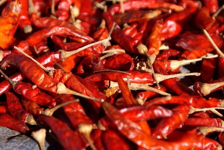 Chilli pepper red sharp photo