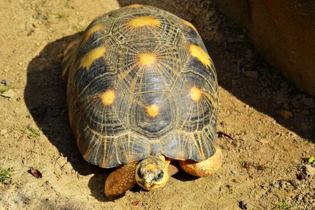 Reptile hard shell rain forest