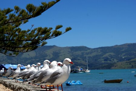 Gulls sea blue