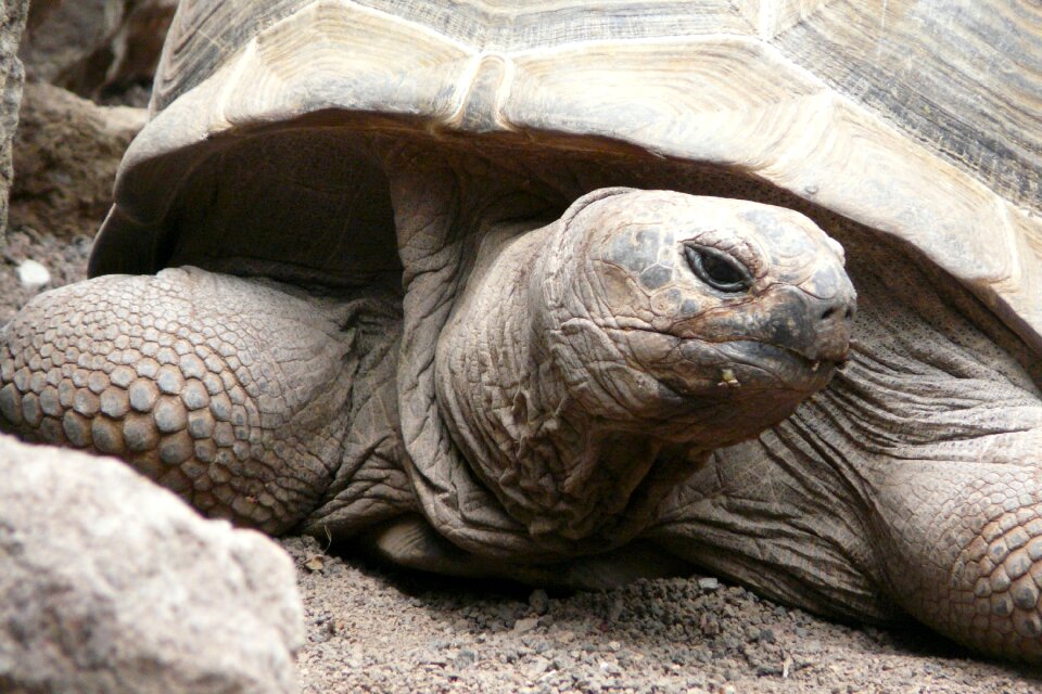 Turtle zoo animal