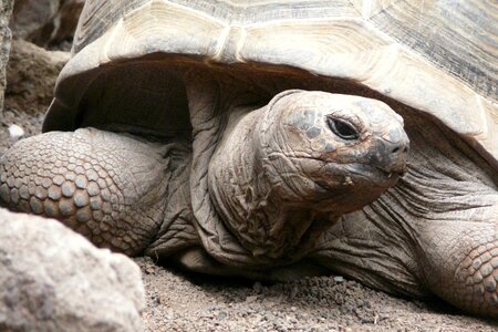 Turtle zoo animal