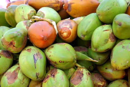 Coconut green Free photos