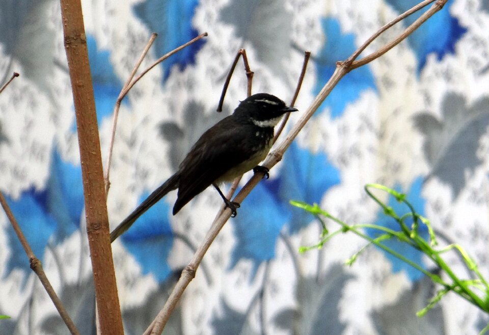 Insectivorous passerine dharwad